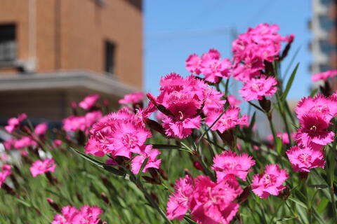 子どもたちの目線には鮮やかなお花が咲いています