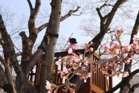 3月30日の園庭では桜が開花し始めました