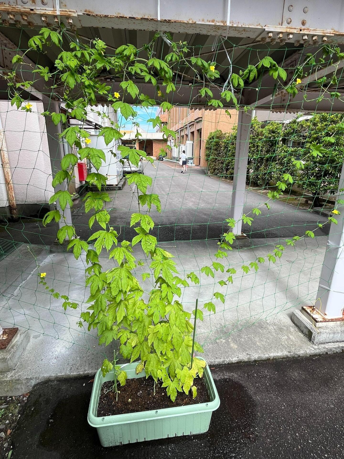 ゴーヤカーテン.jpg